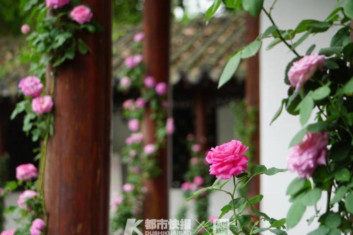 杭州郭庄月季展示,月季之城廊坊