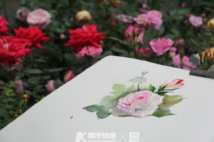 杭州郭庄月季展示,月季之城廊坊