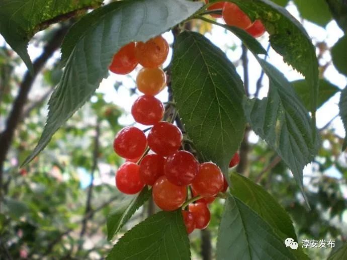 五一去千岛湖要预约吗,五一杭州千岛湖自驾游攻略