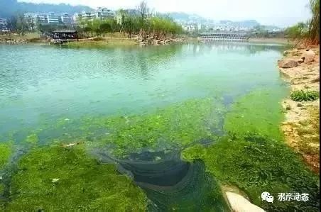 空池塘用什么除青苔最彻底,除青苔藻类最好方法