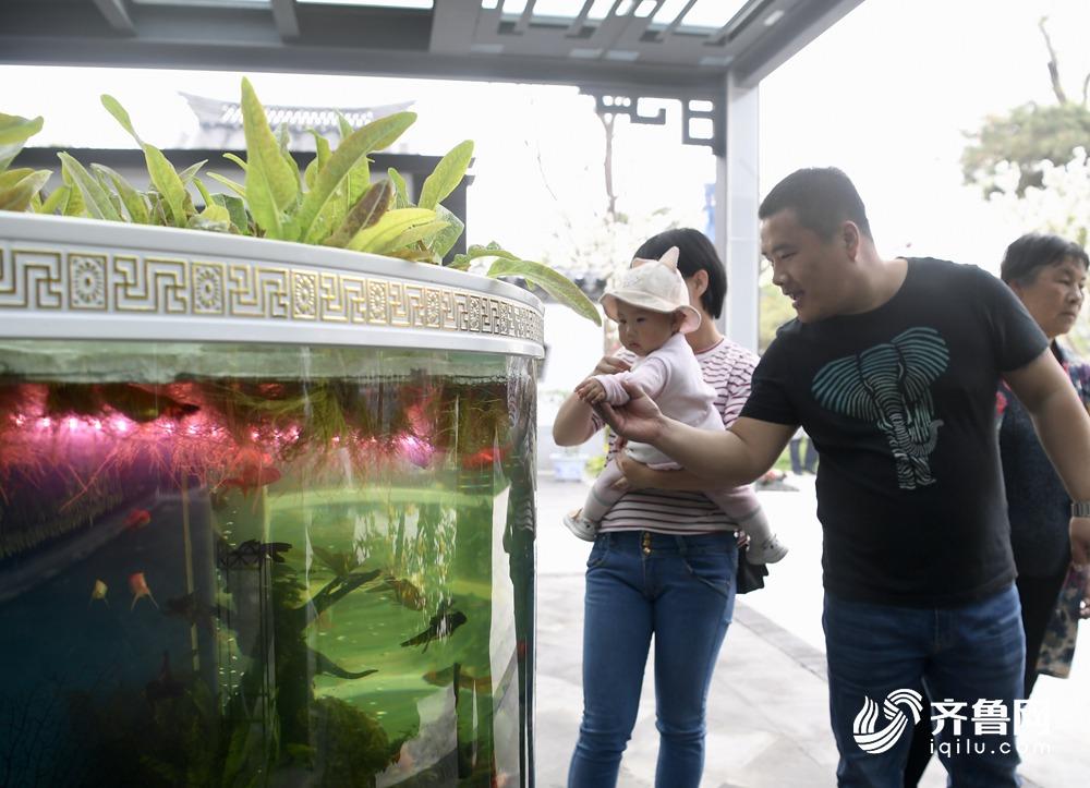 鱼菜共生阳台技术教程,鱼菜共生系统花卉图片