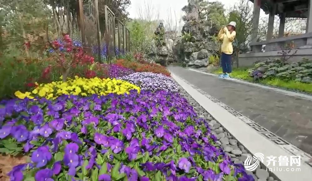 鱼菜共生阳台技术教程,鱼菜共生系统花卉图片