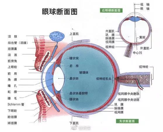 华西整形科斜视,华西眼科斜视手术多少钱