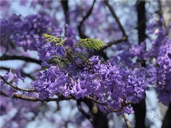 过节！以蓝花楹的名义