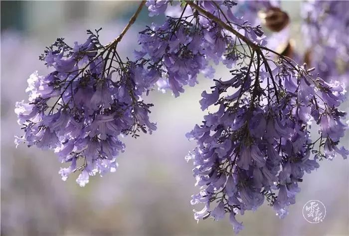 过节！以蓝花楹的名义