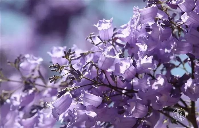 过节！以蓝花楹的名义