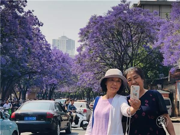 过节！以蓝花楹的名义