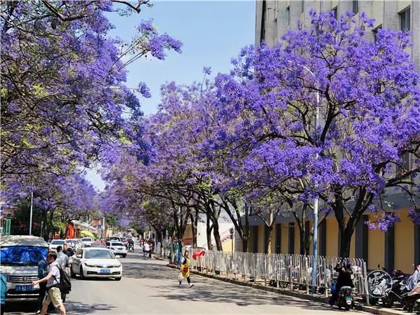 过节！以蓝花楹的名义