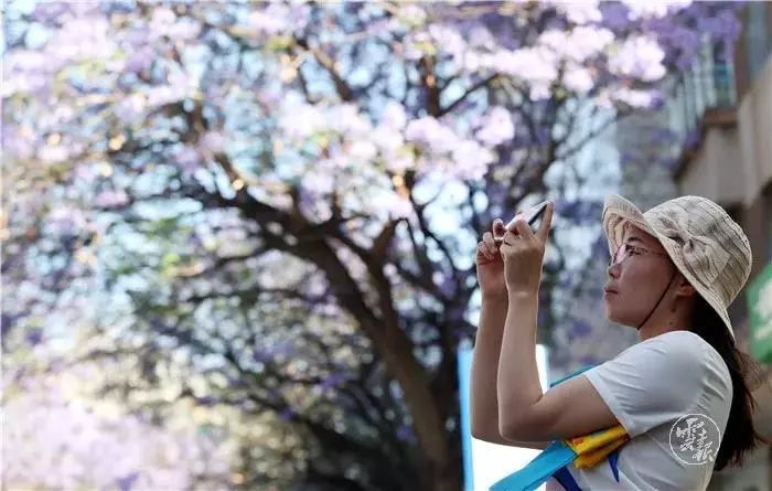 过节！以蓝花楹的名义