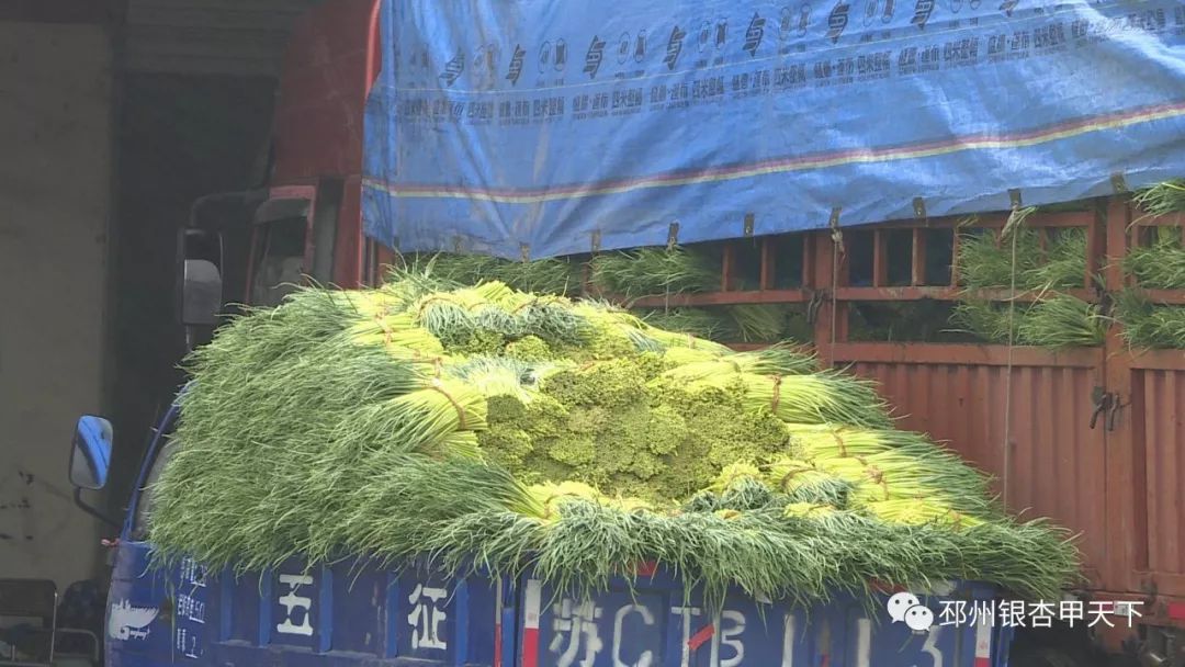 宿羊山10万亩蒜苔迎来采摘季，今年价格翻了好几番！