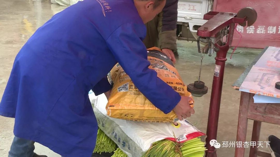 宿羊山10万亩蒜苔迎来采摘季，今年价格翻了好几番！