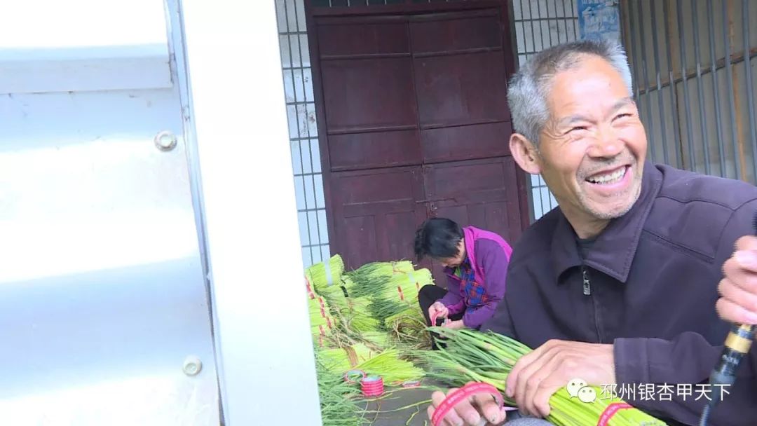 宿羊山10万亩蒜苔迎来采摘季，今年价格翻了好几番！