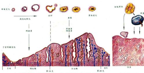 十多天不来月经测了没有怀孕,女人52岁不来月经会怀孕吗