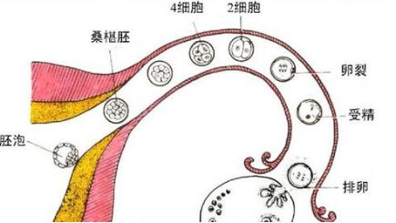 十多天不来月经测了没有怀孕,女人52岁不来月经会怀孕吗