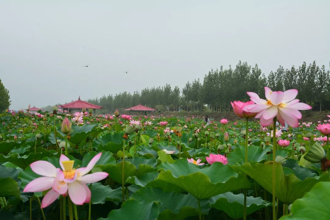 美景美食不虚此行,美景美食美不胜收