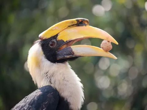 上海野生动物园游览攻略,上海野生动物园的旅游路线示意图