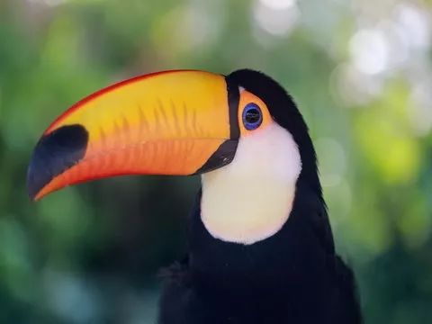 上海野生动物园游览攻略,上海野生动物园的旅游路线示意图