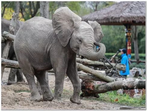 上海野生动物园游览攻略,上海野生动物园的旅游路线示意图