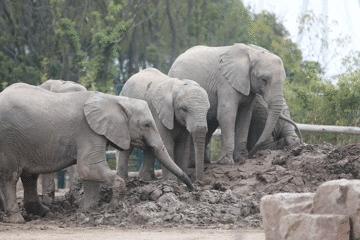 上海野生动物园游览攻略,上海野生动物园的旅游路线示意图