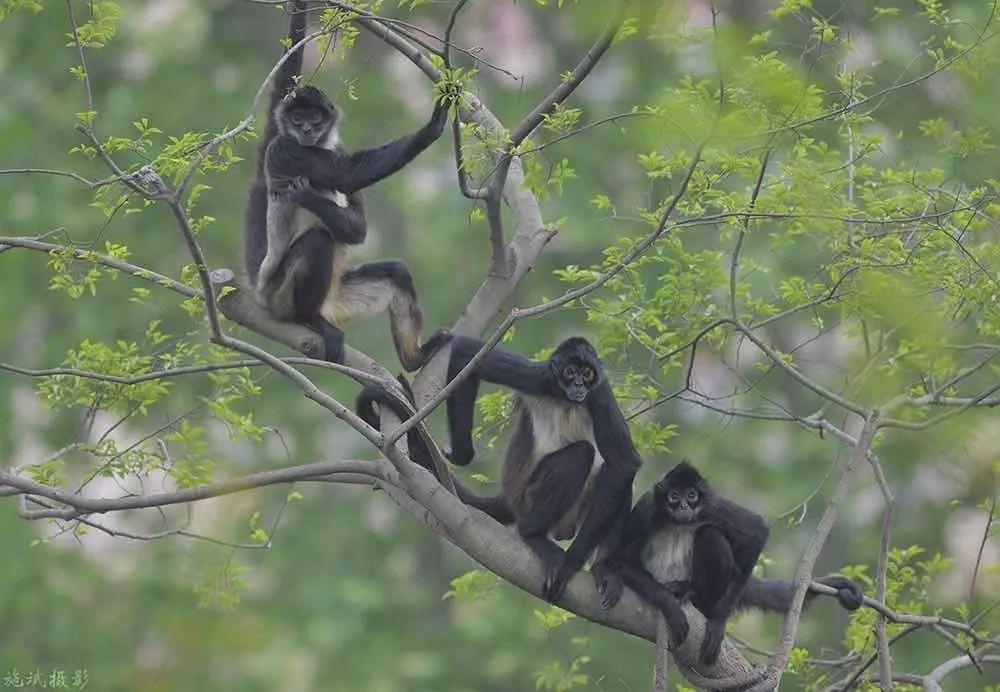 上海野生动物园游览攻略,上海野生动物园的旅游路线示意图