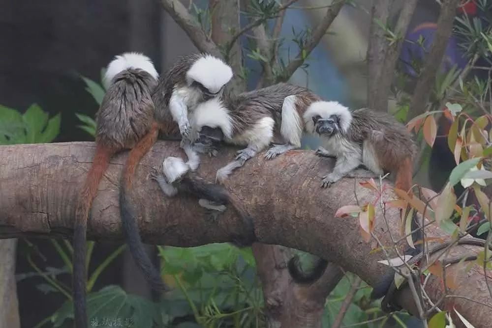 上海野生动物园游览攻略,上海野生动物园的旅游路线示意图