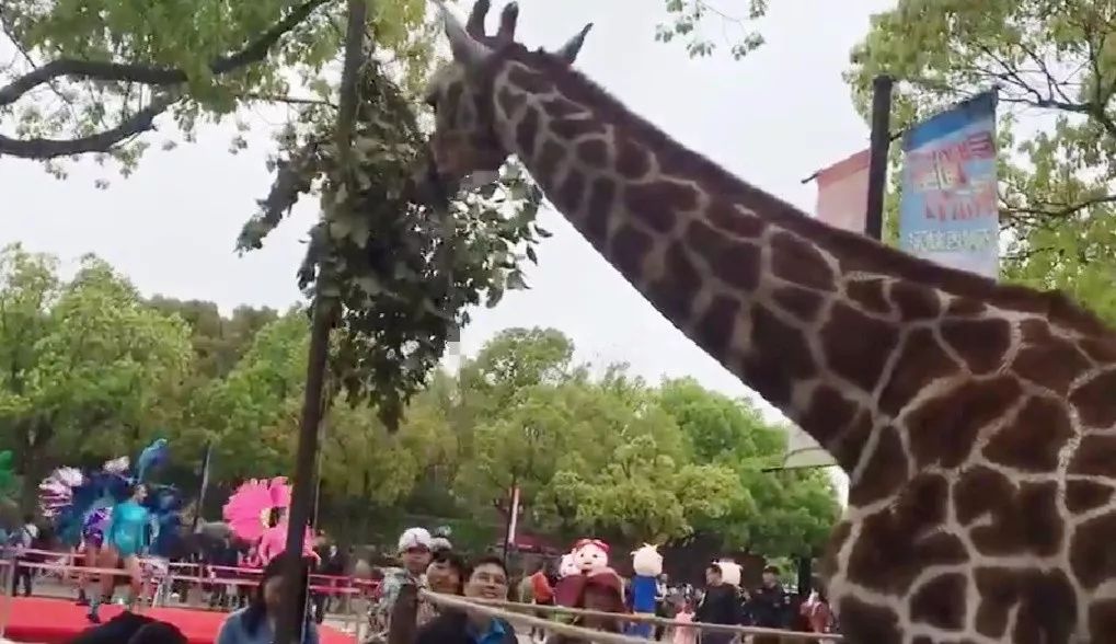 上海野生动物园游览攻略,上海野生动物园的旅游路线示意图