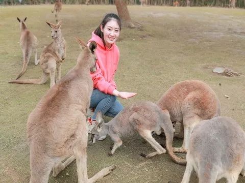上海野生动物园游览攻略,上海野生动物园的旅游路线示意图
