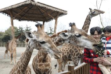 上海野生动物园游览攻略,上海野生动物园的旅游路线示意图