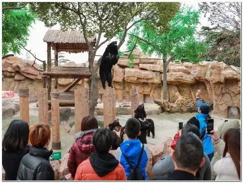 上海野生动物园游览攻略,上海野生动物园的旅游路线示意图