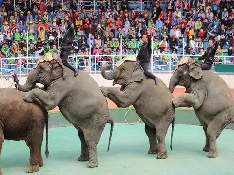 上海野生动物园游览攻略,上海野生动物园的旅游路线示意图