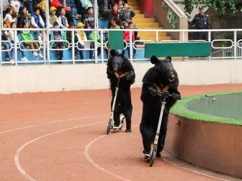 上海野生动物园游览攻略,上海野生动物园的旅游路线示意图