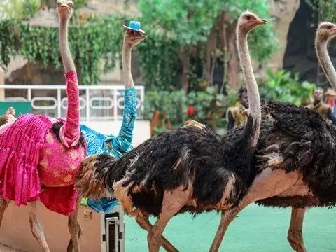 上海野生动物园游览攻略,上海野生动物园的旅游路线示意图