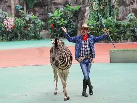 上海野生动物园游览攻略,上海野生动物园的旅游路线示意图