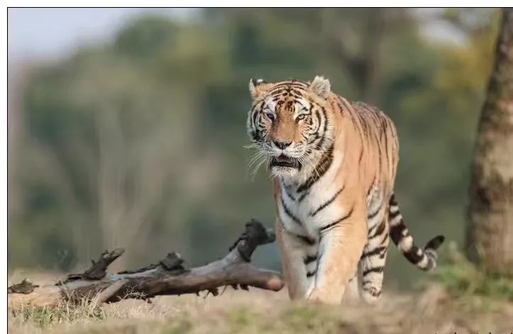 上海野生动物园游览攻略,上海野生动物园的旅游路线示意图