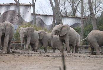 上海野生动物园游览攻略,上海野生动物园的旅游路线示意图
