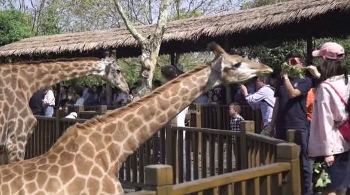 上海野生动物园游览攻略,上海野生动物园的旅游路线示意图