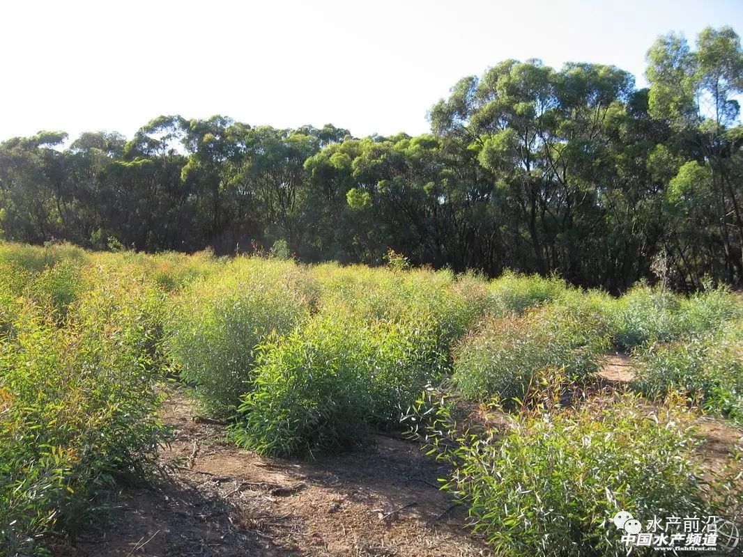 桉树精油防霉剂,美国多特瑞乐桉树精油