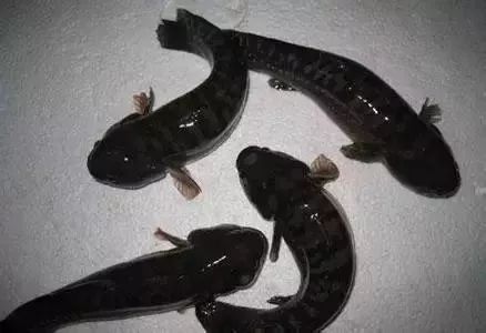 大连最新管控时间,大连最新重要通告