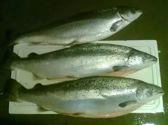 大连最新管控时间,大连最新重要通告