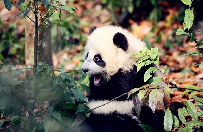 这个五一准备去哪玩,你们五一出游去哪里呢