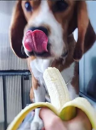 波兰人纷纷开始“吃香蕉”？原因与一件争议性艺术品有关...