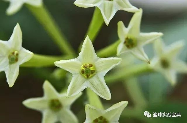 日本黑科技隐形蚊帐随手一挂,最新黑科技蚊帐