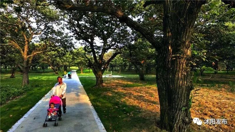 江苏沭阳春日旅游攻略图,沭阳旅游攻略自由行