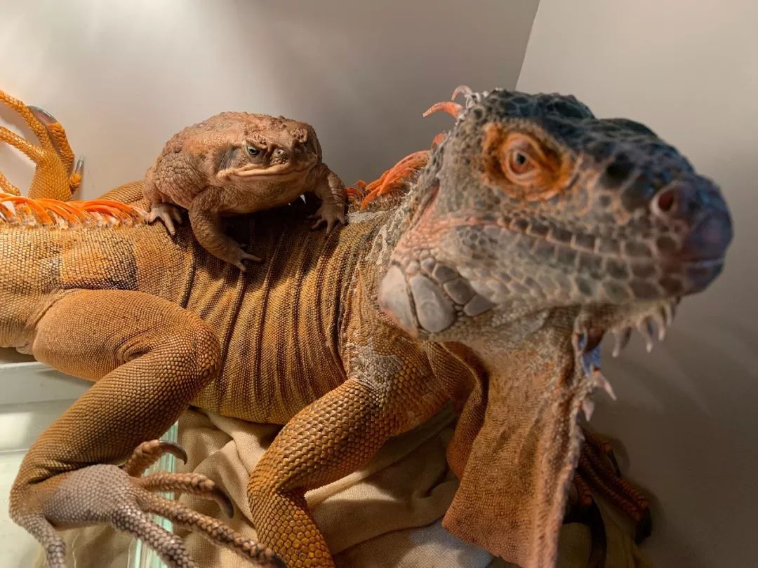 太震撼了!85后帅哥笔下的鬼神世界,迷倒了上万人......