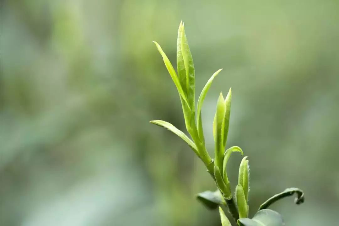 竹叶青峨眉高山绿茶100克价格,竹叶青峨眉高山绿茶中国销量领先