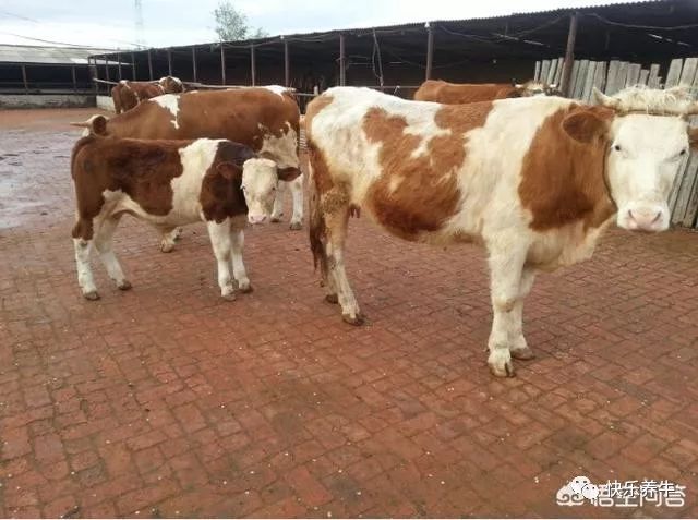 母牛脱宫的原因,母牛脱肛能恢复吗