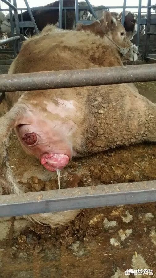 母牛脱宫的原因,母牛脱肛能恢复吗