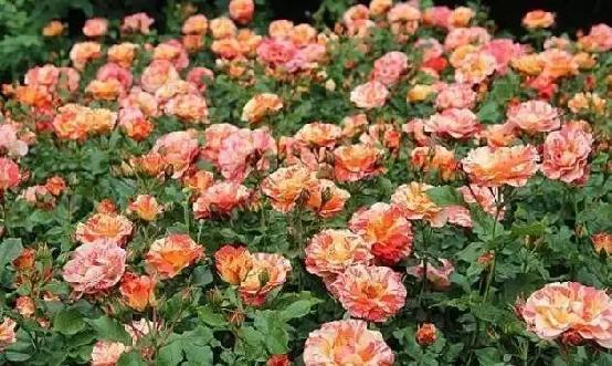 逛绿道,逛绿道看风景