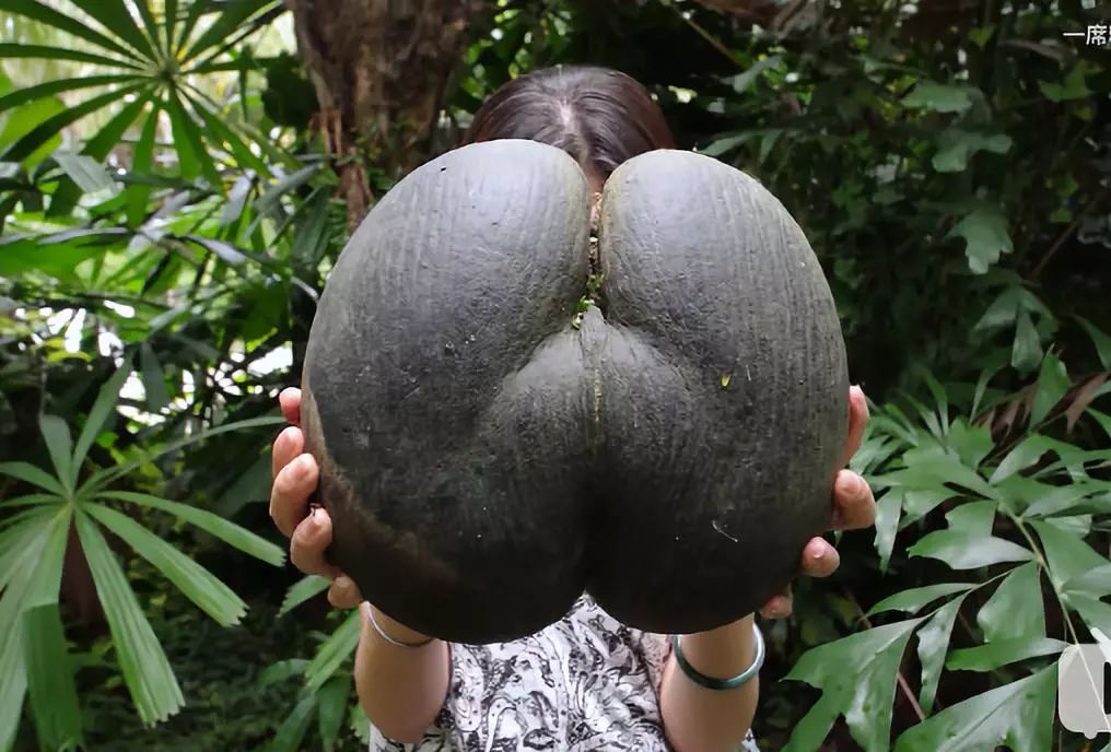 真正爱吃水果的人，能为榴莲花掉50万