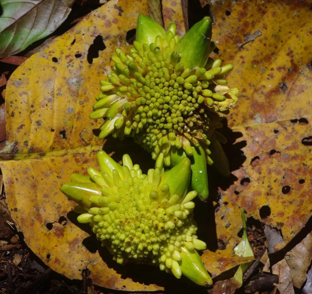 真正爱吃水果的人，能为榴莲花掉50万